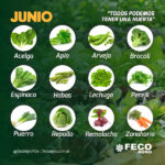 17 Verduras Ideales para Cultivar en Junio