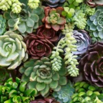 18 Suculentas Resilientes para Climas Frescos y Desafiantes