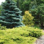 19 Árboles Perennes Pequeños para Mejorar tu Paisaje