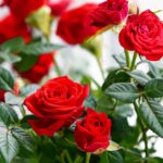19 Bellas Rosas de Jardín para Plantar este Día de la Madre