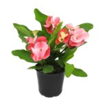 19 Cactus con Hermosas Flores para Cultivar en Interior