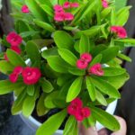 19 Espectaculares Plantas Nativas de Flores Hermosas