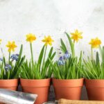 19 Fascinantes Variedades de Narcisos para Plantar Hoy