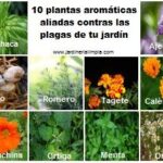 19 Flores Aromáticas Imprescindibles para tu Jardín de Corte
