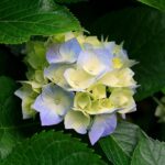 19 hermosas plantas florecientes para bordes de bosques