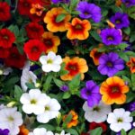 19 Hermosas Variedades de Calibrachoa (Million Bells)