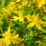 19 Hierbas de Flores Amarillas que Deberías Conocer