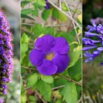 19 Hierbas de Flores Púrpura Imprescindibles