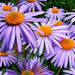 19 Perennes Espectaculares para Lucirse en Otoño