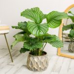 19 Plantas de Interior de Hojas Grandes para Impactar tu Hogar