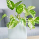 19 Plantas de Interior que Eliminan Moho y Contaminantes del Aire