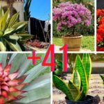 19 Plantas de Jardín que Prosperan en Sol o Sombra