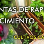 19 Plantas de Rápido Crecimiento para Cultivar con Niños