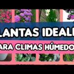 19 Plantas Ideales para Cajas Elevadas en Climas Húmedos