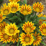 19 Plantas Ideales para Jardines Rocosos: Colgantes y Rastreras