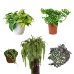 19 Plantas que Embellecen Macetas Colgantes a la Sombra