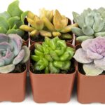 19 Regalos de Jardinería para Comprar este Black Friday: ¡Aptos para Todos!