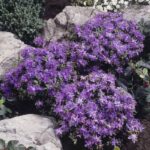 19 Rododendros Resistentes a Insectos para Transformar tu Jardín