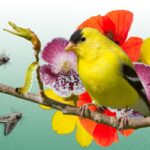 19 Semillas Perennes que Alimentan Aves del Jardín en Invierno