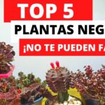 19 Suculentas Negras para un Jardín Gótico Impactante