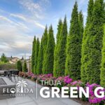 19 Variedades de Arborvitae Para Embellecer Tu Jardín