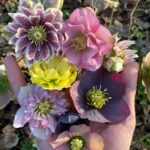 19 Variedades de Helleboros que Iluminan el Invierno con Flores