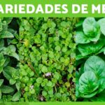 19 Variedades de Menta para Cultivar en tu Jardín Comestible