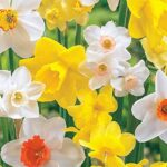 19 Variedades de Narcisos para Sembrar Este Otoño