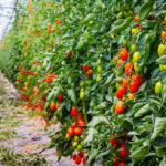 19 Variedades de Tomates Prematuros para tu Jardín