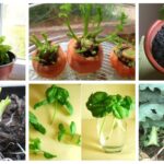 19 Vegetales y Hierbas que Puedes Cultivar a Partir de Restos