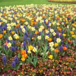 20 Bulbos de Otoño para un Deslumbrante Florecer Primaveral