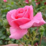 20 Hermosas Rosas Grandiflora para Embellecer tu Jardín en Casa
