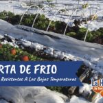 20 Semillas Ideales para Sembrar Directamente en Invierno