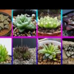 20 Tipos de Haworthia: Especies Encantadoras de Suculentas