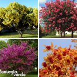 21 Árboles con Cortezas Ornamentales para Embellecer el Invierno