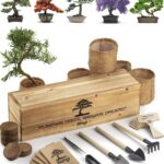 21 Árboles Ideales para Cultivar como Bonsái