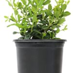 21 Árboles y Arbustos Perennes Perfectos para Macetas y Contenedores