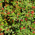 21 Arbustos Deslumbrantes para Sustituir al Barberry Japonés