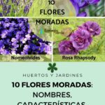 21 Arbustos Floridos en Tono Violeta con Imágenes y Nombres
