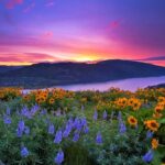 21 Espectaculares Flores Silvestres Nativas de Oregón