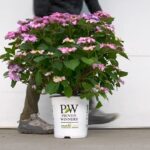 21 Espectaculares Pastos Ornamentales Perfectos para Pleno Sol