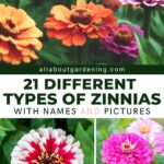 21 Fascinantes Variedades de Zinnias Diferentes