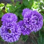 21 Flores Anuales Púrpuras para Plantar Esta Temporada