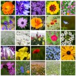 21 Flores Ideales para Sembrar en Junio