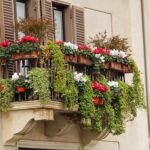 21 Flores Perenne Ideales para tu Jardín en el Balcón
