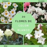21 Flores Perennes Blancas: Guía Completa con Imágenes y Nombres
