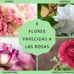 21 Flores que se Parecen a las Rosas