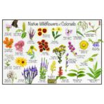 21 Flores Silvestres Autóctonas para Jardines de Colorado