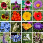 21 Flores Silvestres Nativas para un Jardín Impresionante