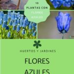 21 Hermosas Flores Perennes Azules: Nombres e Imágenes